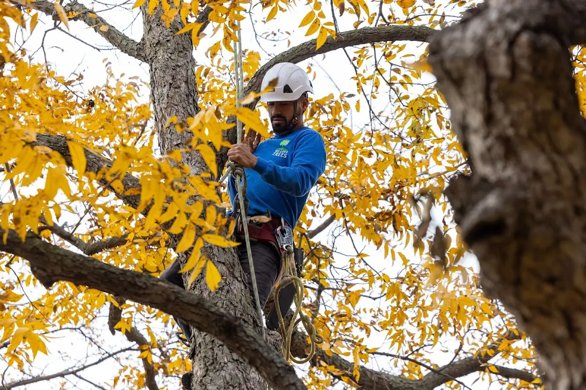 Skilled Tree Trimming crew working in Mound City