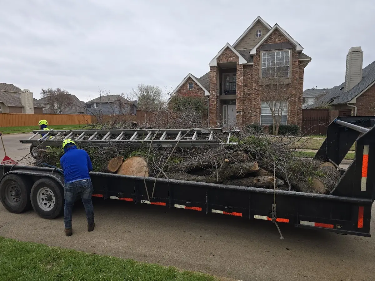 Expert Tree Pest Control with proper safety equipment in Mound City